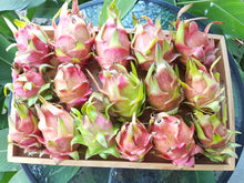 Load image into Gallery viewer, Dragon fruit/red
