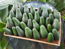 Load image into Gallery viewer, WS Avocados/shepard
