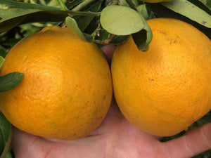 Tangelo