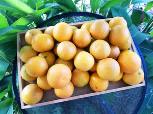 Tangelo