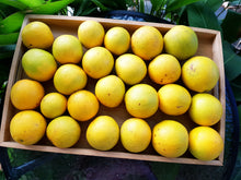 Load image into Gallery viewer, Oranges
