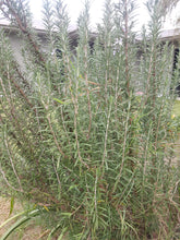 Load image into Gallery viewer, Rosemary - spray free
