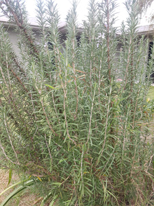 Rosemary - spray free