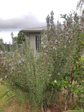 Load image into Gallery viewer, Rosemary - spray free
