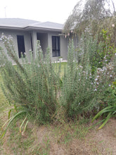 Load image into Gallery viewer, Rosemary - spray free
