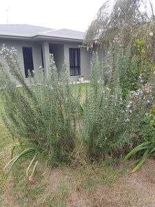 Rosemary - spray free