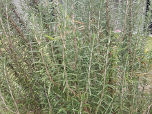Load image into Gallery viewer, Rosemary - spray free
