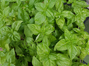 Basil