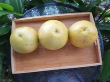 Load image into Gallery viewer, Pomelos/green
