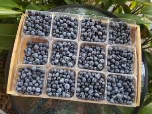WS Blueberries