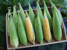 Load image into Gallery viewer, Sweet corn

