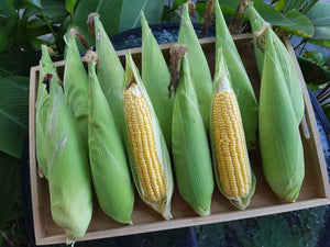 WS Sweet corn