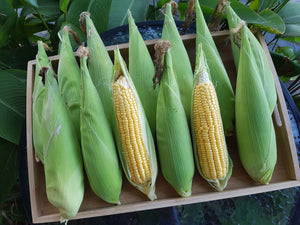 WS Sweet corn