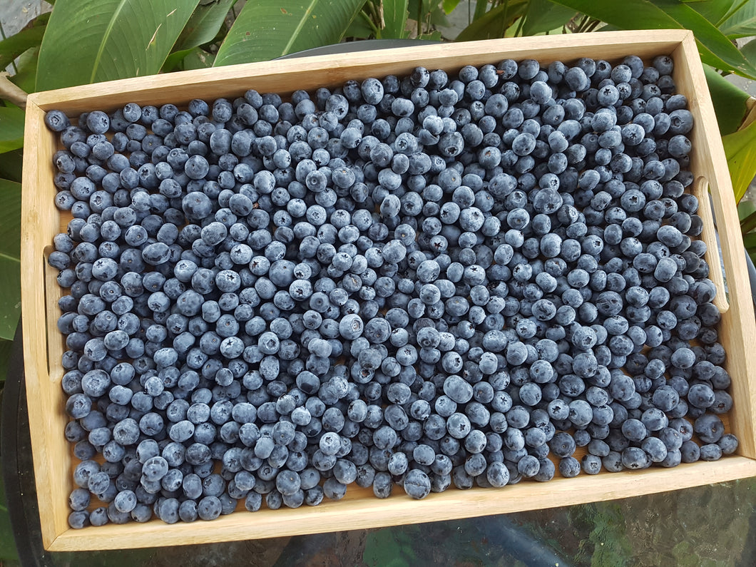 WS Blueberries