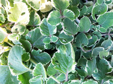 Load image into Gallery viewer, Mother of herbs - spray free
