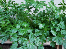 Load image into Gallery viewer, Parsley/Italian - spray free
