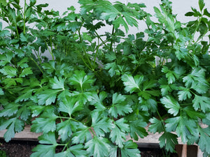 Parsley/Italian - spray free