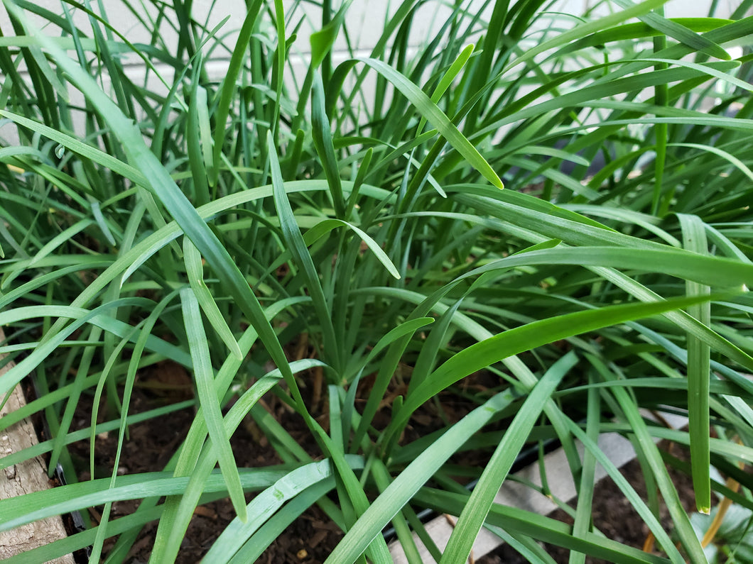 Onion chives - spray free
