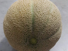 Load image into Gallery viewer, Rockmelon
