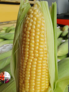 WS Sweet corn