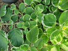 Load image into Gallery viewer, Mother of herbs - spray free
