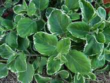 Load image into Gallery viewer, Mother of herbs - spray free
