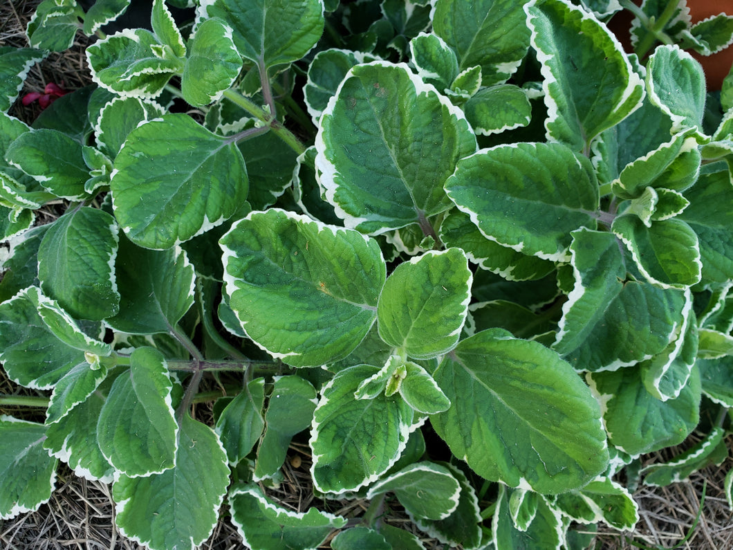 Mother of herbs - spray free