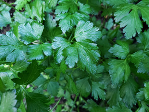 Parsley/curly - spray free