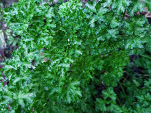 Load image into Gallery viewer, Parsley/Italian - spray free
