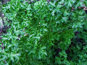 Parsley/Italian - spray free