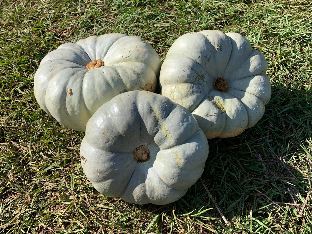 WS Pumpkins - queensland blue