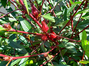 Rosella