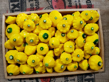 Load image into Gallery viewer, Squash/yellow scallops
