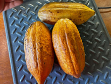 Load image into Gallery viewer, WS Cocoa bean
