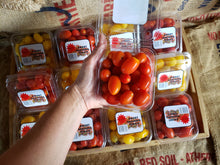 Load image into Gallery viewer, Tomatoes/grape (SOUTH)
