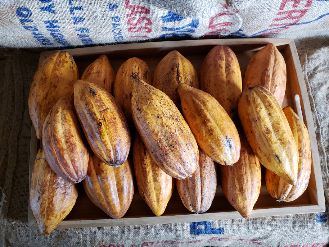 WS Cocoa bean