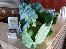 Load image into Gallery viewer, Cabbage
