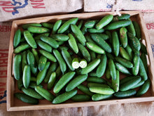 Load image into Gallery viewer, Finger limes/green
