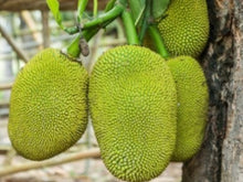 Load image into Gallery viewer, WS Jackfruit/soft - spray free
