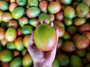 Mangoes/kent