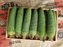 Load image into Gallery viewer, Monstera deliciosa fruit
