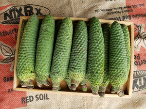 Monstera deliciosa fruit
