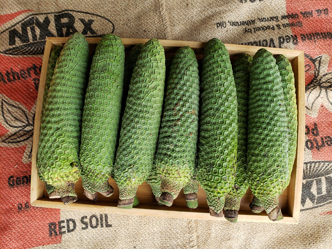 Monstera deliciosa fruit