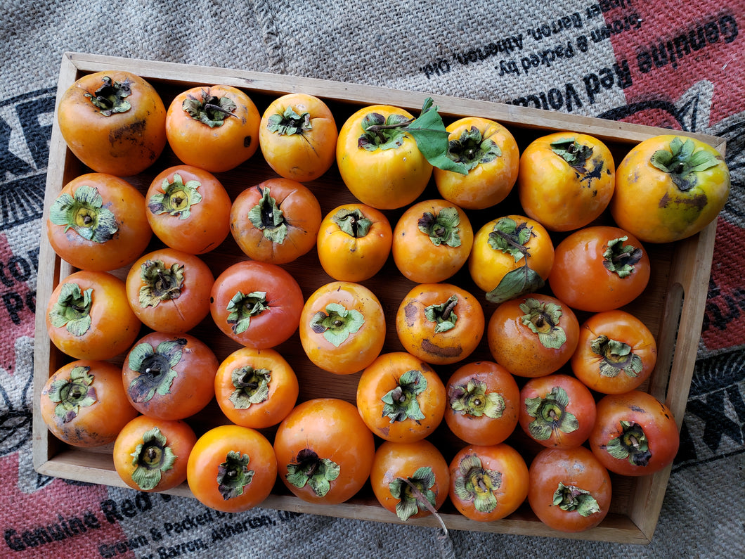 Persimmons/round - spray free