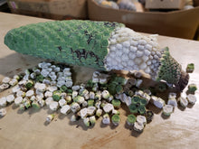 Load image into Gallery viewer, Monstera deliciosa fruit
