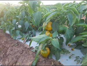WS Capsicum 8kg