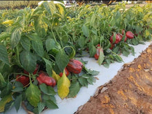 Load image into Gallery viewer, WS Capsicum 8kg
