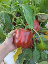 Load image into Gallery viewer, WS Capsicum 8kg
