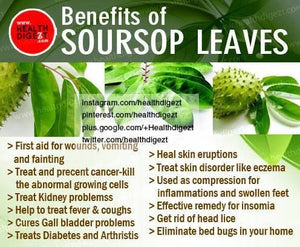 Soursop leaves/punnet - spray free
