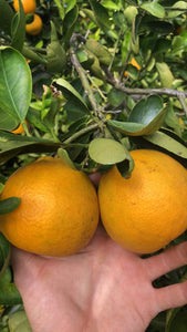 Tangelo
